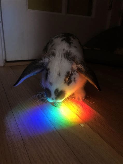 Rainbow rabbit 🌈 : r/Rabbits