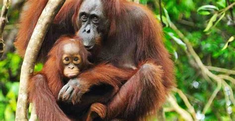 Parque Nacional Del Monte Leuser Sumatra Septentrional Reserva De