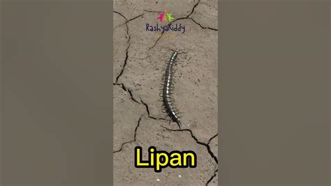 hewan lipan belajar  mengenal youtube