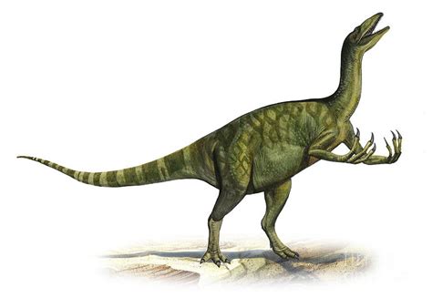 Deinocheirus Pictures & Facts - The Dinosaur Database