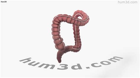 360 View Of Human Large Intestine 3D Model 3DModels Store