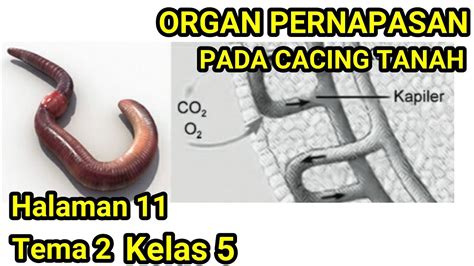 Kunci Jawaban Tema 2 Kelas 5 Halaman 11 Bagan Cara Kerja Organ