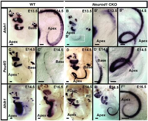 Neurod Controls Hair Cell Specific Gene Expression In The Apex