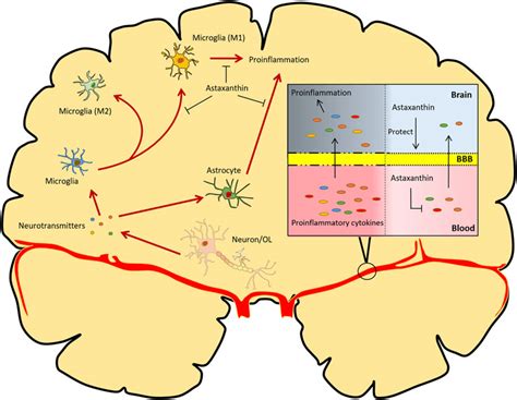 Frontiers The Putative Role Of Astaxanthin In Neuroinflammation