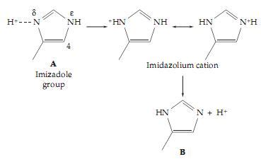 biochemistry: Tautomerism and Resonance.