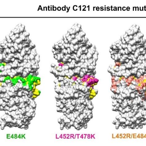 Free Binding Energy Changes Between Mutated RBD And ACE2 Receptor A