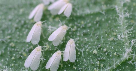 C Mo Combatir La Mosca Blanca De Tus Plantas Blog Verdecora