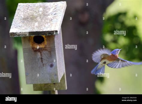 A male Eastern Bluebird flying away from its nesting box in Union ...