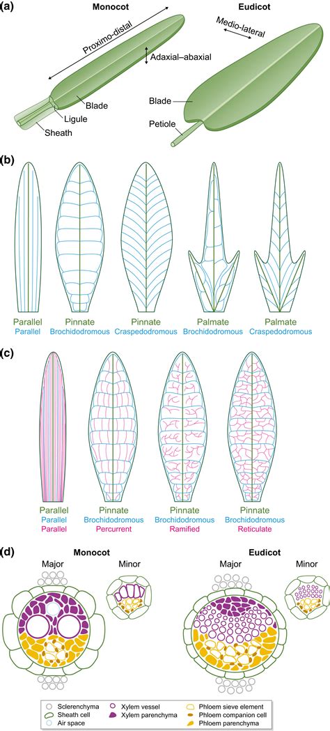 Monocot Leaf Venation