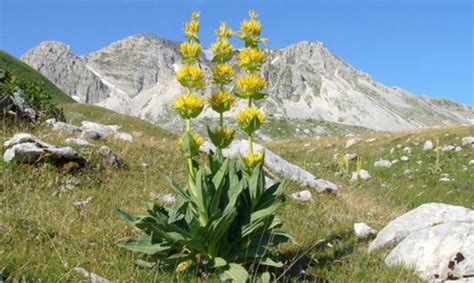 Genziana Propriet Benefici E Controindicazioni Vivi Puro