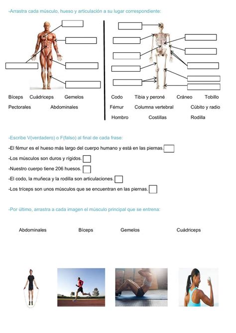 Ficha Online De El Aparato Locomotor Para Quinto Y Sexto De Primaria