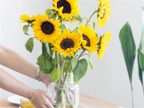 Total 117 Imagen Puedo Plantar Un Girasol Cortado Abzlocal Mx