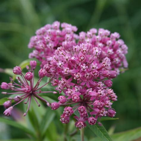 Asclepias Incarnata Midwest Groundcovers Llc