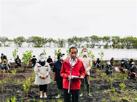 Jokowi Targetkan Tahun Dapat Melakukan Rehabilitasi Mangrove Di