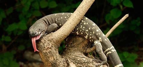 Lagarto Enchaquirado Características Qué Come Dónde Vive