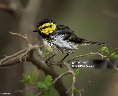 Golden Cheeked Warbler High Res Stock Photo Getty Images