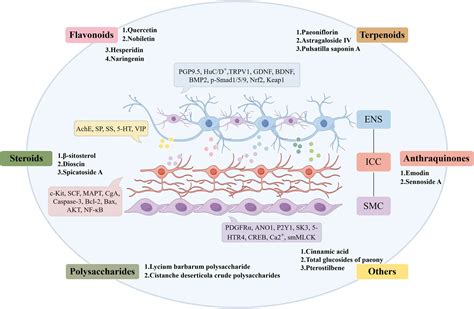 Frontiers Protective Effects Of Medicinal Plant Derived Metabolites