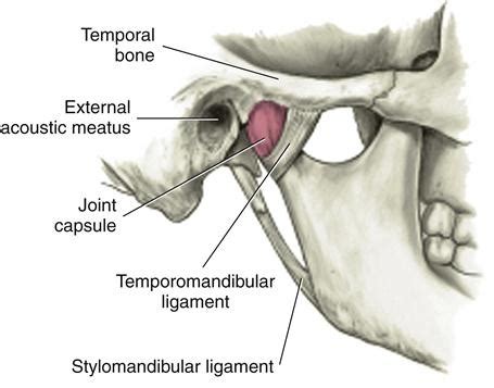 Tmj Flashcards Quizlet