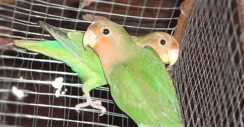 Animal Journal: Your Guide to Lovebirds Breeding