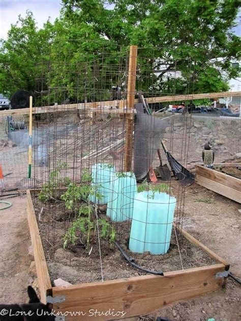 15 Diy Tomato Cage Ideas How To Make Tomato Cages Diy Folly