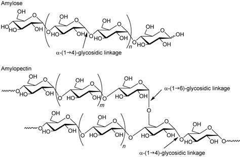 biochemistry - Bonding between amylopectin and amylose - Chemistry ...