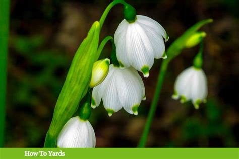 10 Bell Shaped White Flowers For A Beautiful Garden