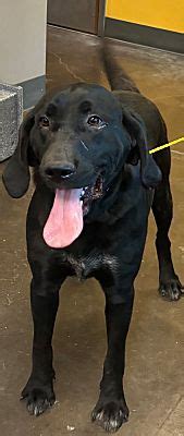 Norman Ok Labrador Retriever Hound Unknown Type Meet Rocco A Pet