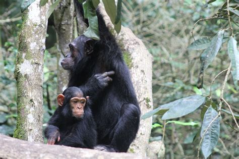 5 Incredible Primate And Birding Safaris In Uganda And Rwanda Newszetu