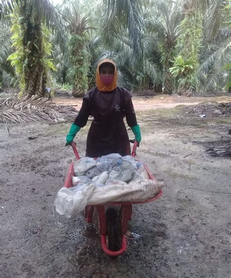 Potret Buruh Perempuan Perkebunan Kelapa Sawit Sawit Watch