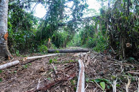 Desmatamento da Amazônia em maio ocorreu em áreas protegidas