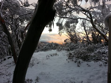 Free Images Tree Nature Forest Branch Snow Winter Sunlight