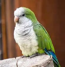 Quaker Parrot Lifespan Food Care Guide Cuteparrot