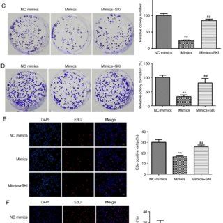 Mir P Increases Ha Cell Apoptosis Apoptosis Of A Eoma And B