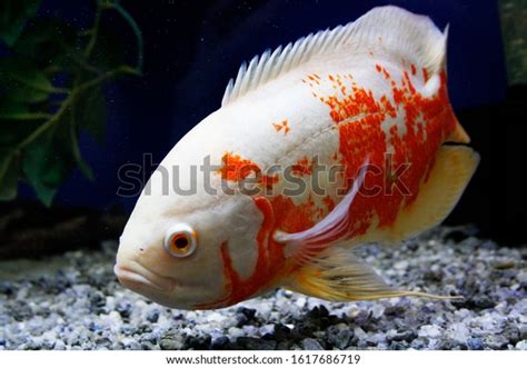 2977 Albino Fish Images Stock Photos And Vectors Shutterstock