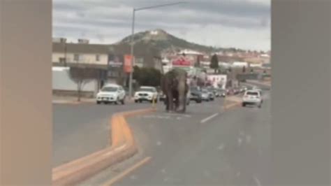 Viola The Elephant Runs Loose Through Streets Of Montana After Escaping