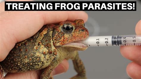 Treating Frogs For Internal Parasites With Fenbendazole Benjamins Exotics Youtube