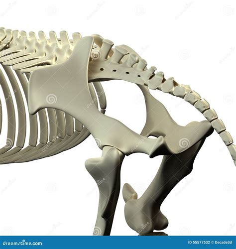 Pelvis Del Caballo Anatomía Del Equus Del Caballo Aislada En Blanco