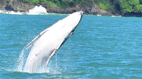 Uvita Parque Nacional Marino Ballena Avistaje De Delfines GetYourGuide