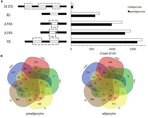 Frontiers Global Transcriptome Analysis During Adipogenic