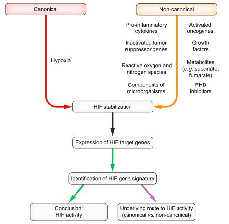 Severe Hypoxia Is A Typical Characteristic Of Human Hepatocellular