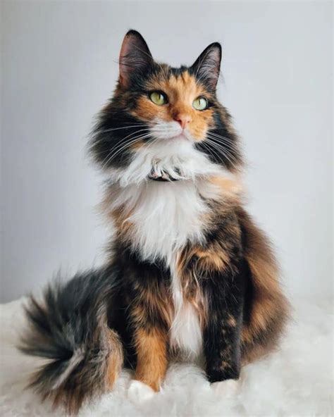 11 Rare Colored Maine Coon Cats (Instagram Famous) - MaineCoon.org