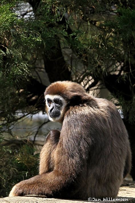 Withandgibbon Jan Willemsen Flickr