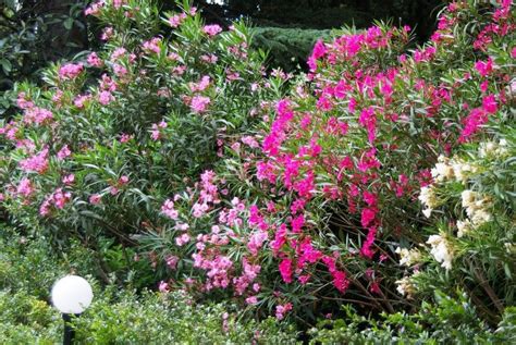 Flowering Hedges: Medium and High - Best Landscape Ideas