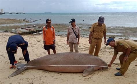 Dugong Meter Mati Di Wilayah Perairan Pulau Morotai Tempo Co