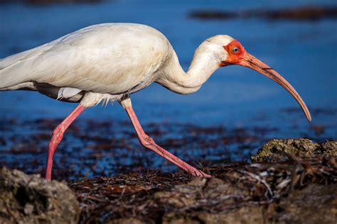 White Ibis