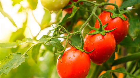 Tomate Variedades Para Voc Investir Na Produ O Rlab