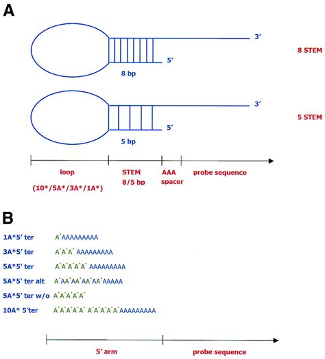 A The Hairpin Structure Oligonucleotide Is Composed Of Four Elements