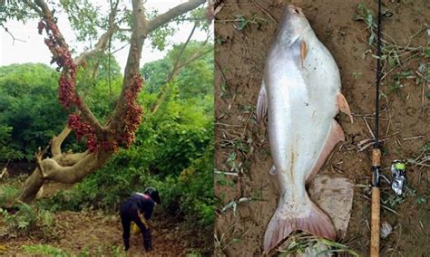 Soal Jawab Mancing Tip Umpan Untuk Pancing Patin Liar Umpan