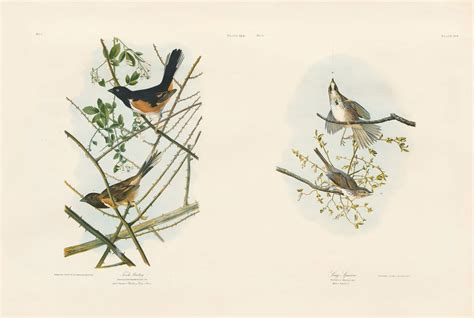 Audubon Bien Edition Pl 195 Towhe Bunting Pl 189 Song Sparrow