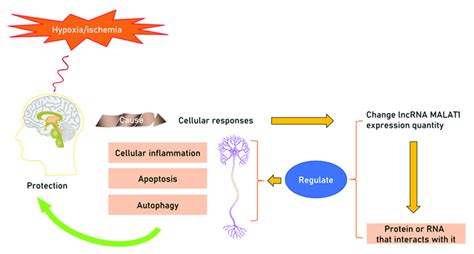 The Neuroprotective Function Of Malat Under Hypoxic Ischemic